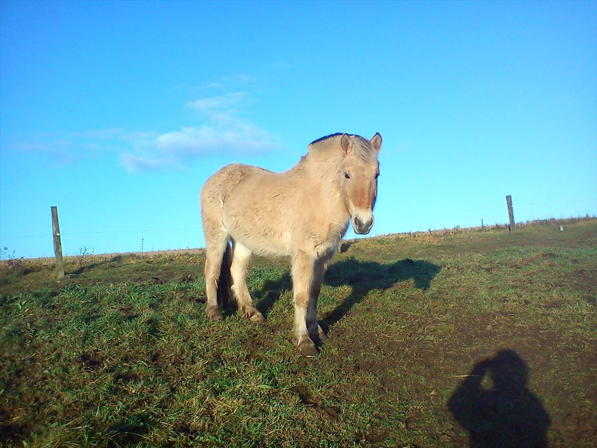 Fjordhest julia  billede 13