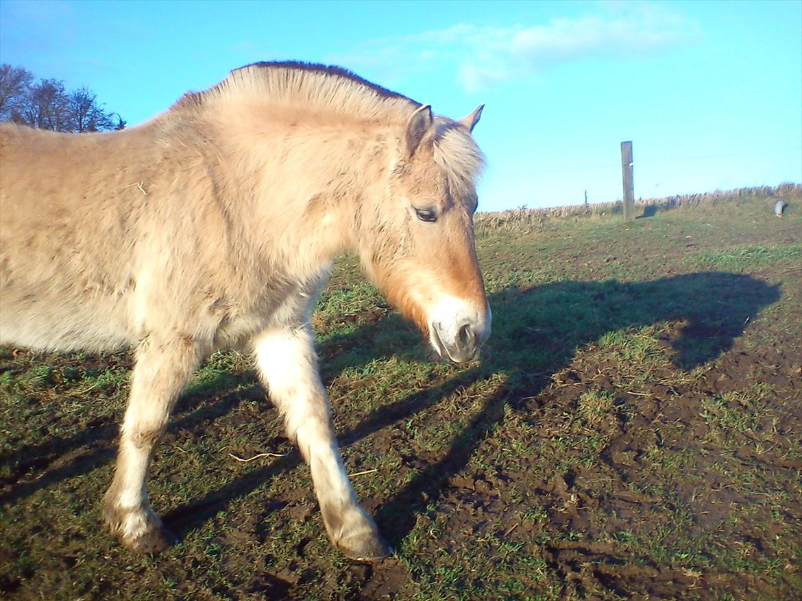Fjordhest julia  billede 14