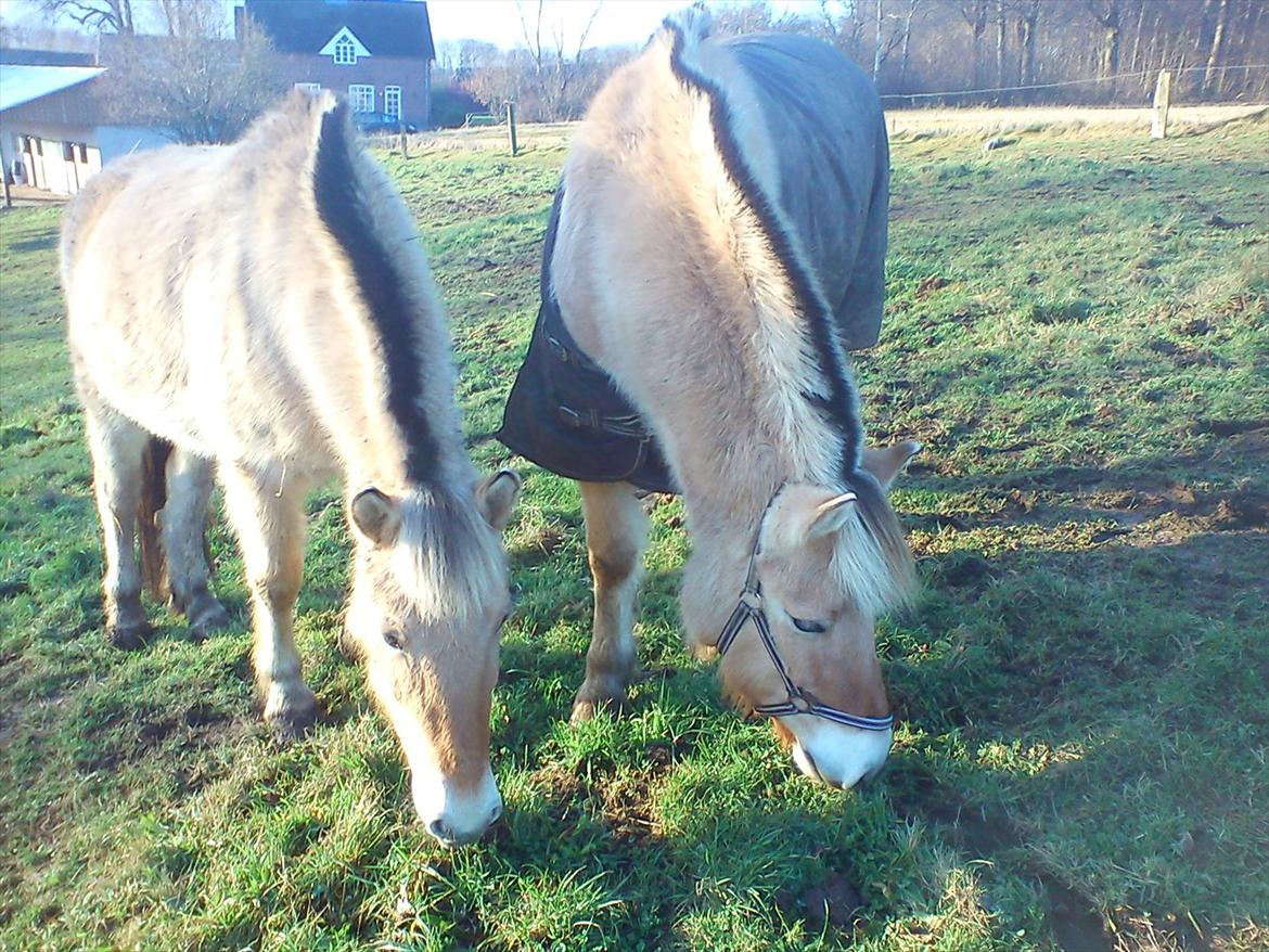 Fjordhest julia  billede 15