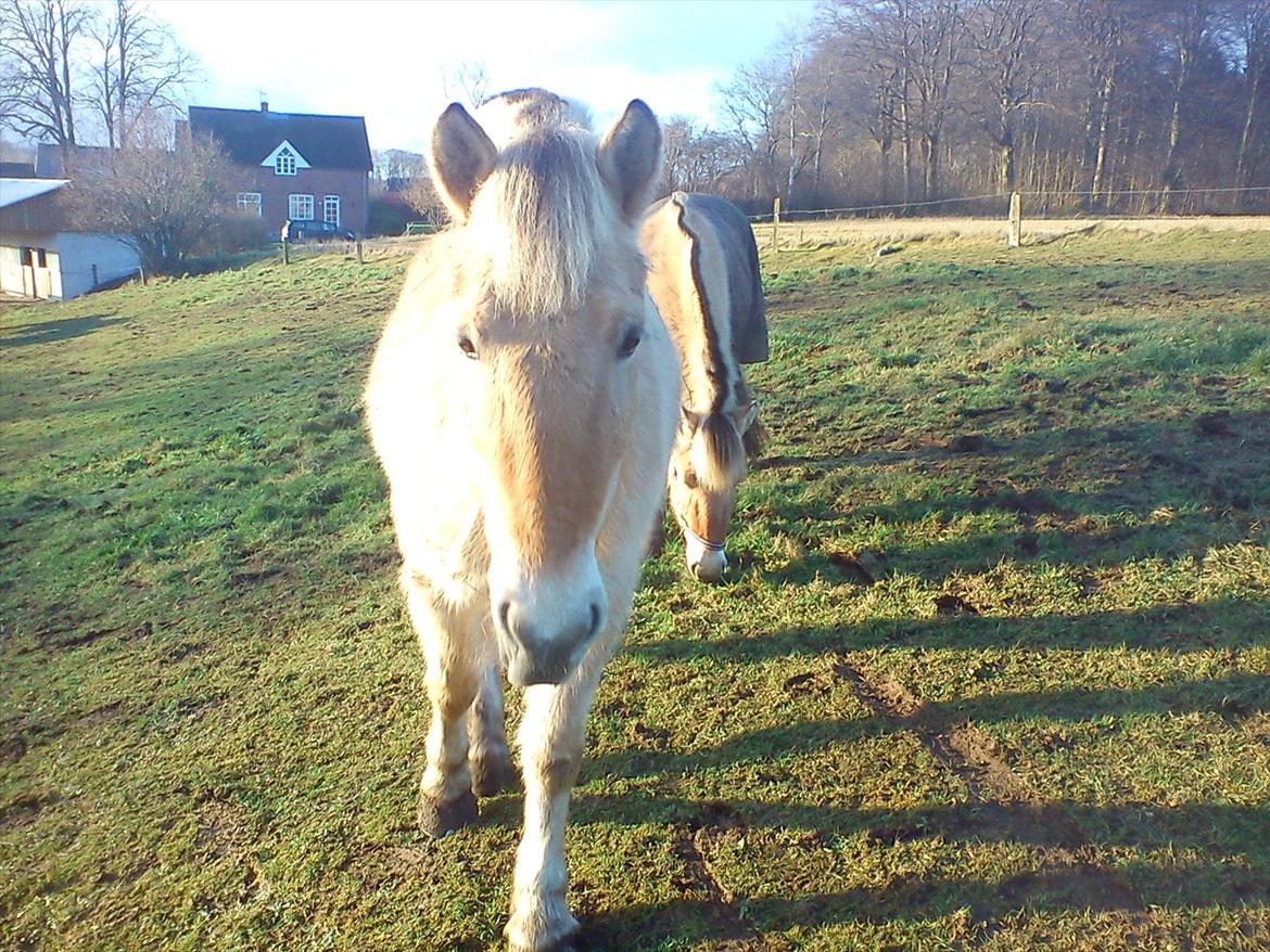Fjordhest julia  billede 16