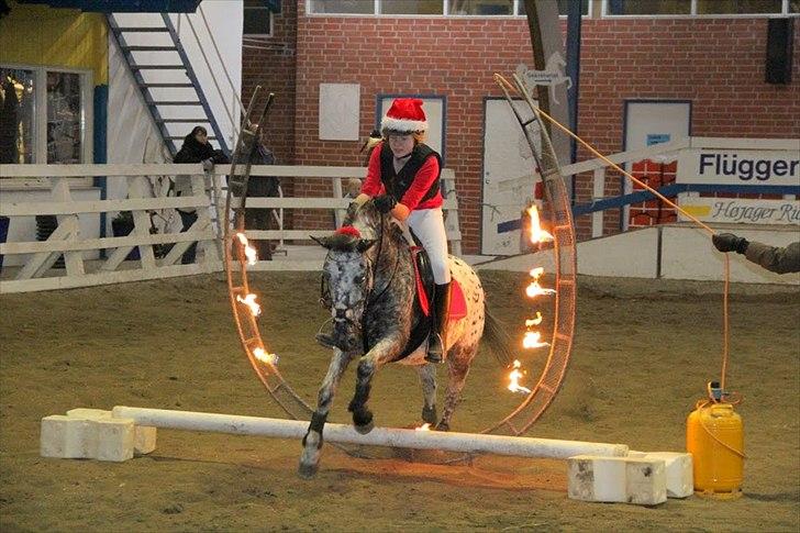 Appaloosa Benno - Maria Racsh Foto.  
Springer ild til juleopvisning. <3 billede 4