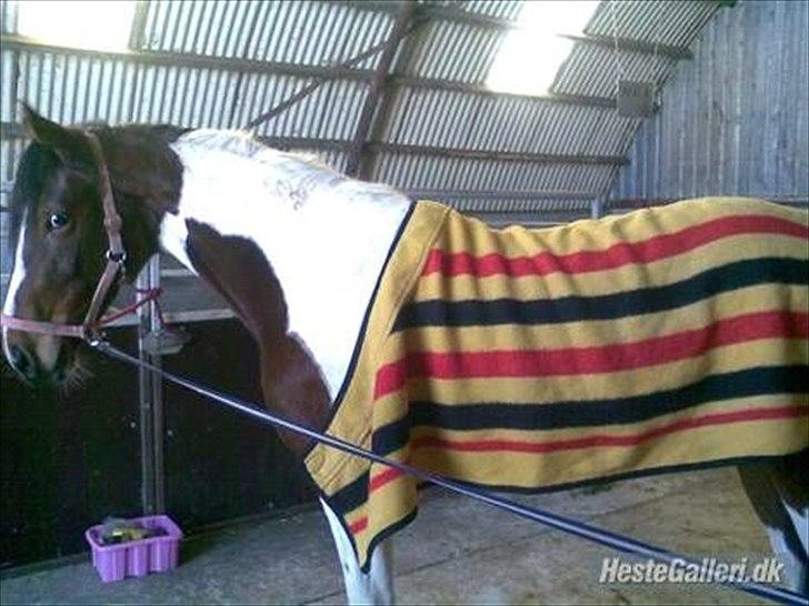 Anden særlig race Spirit Of Sapana billede 3