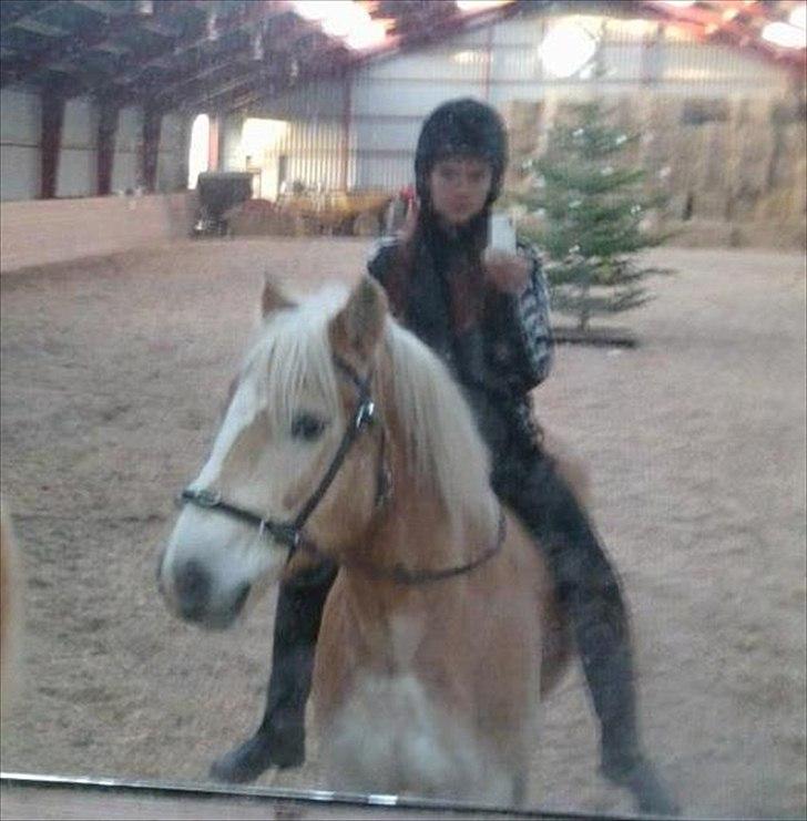 Haflinger Rico billede 1