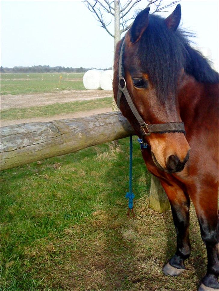 Anden særlig race Whiski       *SOLGT* - Smukke Whissi!!<3 billede 4