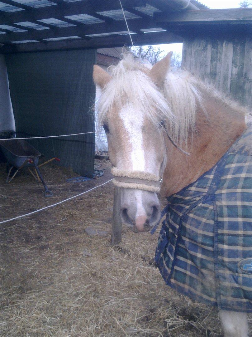 Haflinger Rico billede 2