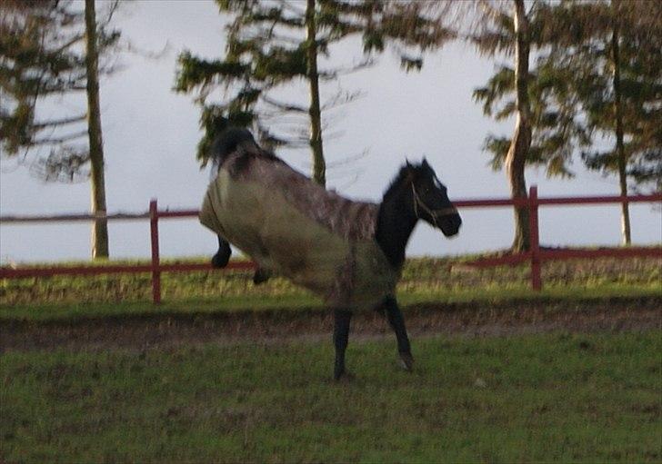 Oldenborg Noir  |Sorte| - et lettere elegant rumpe kast :))))) billede 16