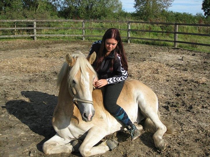 Haflinger Rico - Du er fantastisk!<3 billede 3