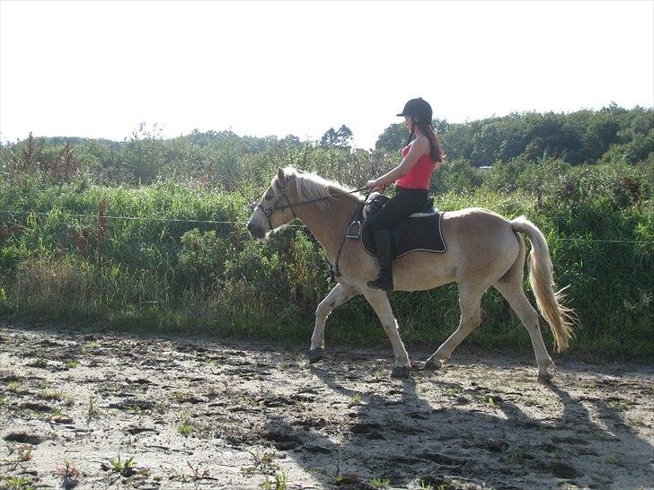 Haflinger Rico - Sommer 2011!<3 billede 4