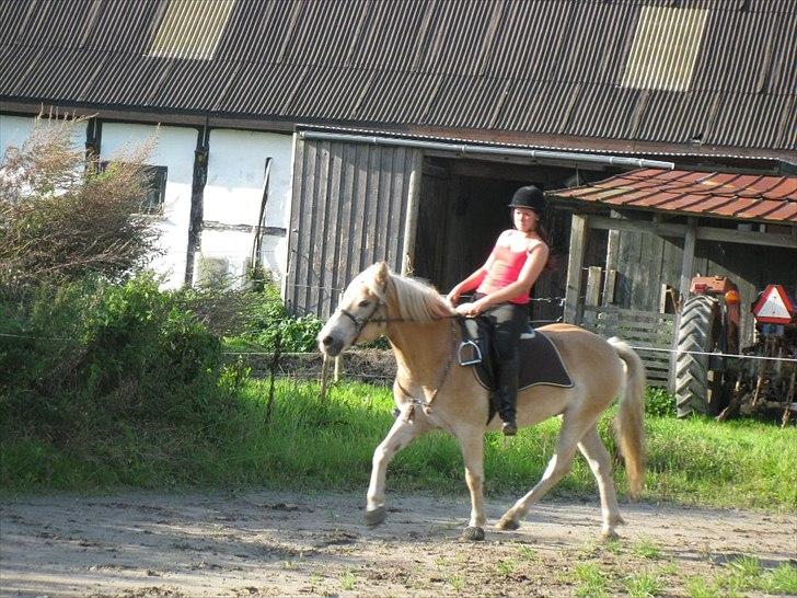 Haflinger Rico - 2011!<3<3 billede 5