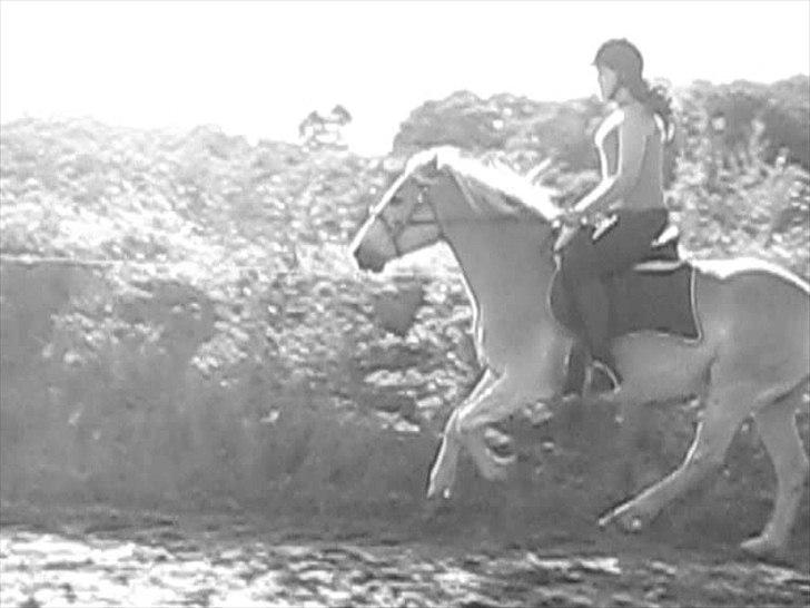 Haflinger Rico - We Can Fly Baby!<3 billede 6