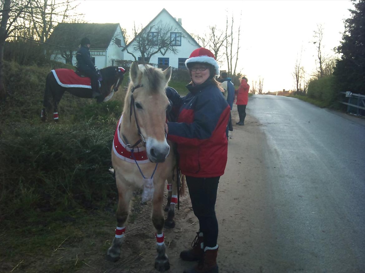 Fjordhest mona   [ tidl. hest] billede 6