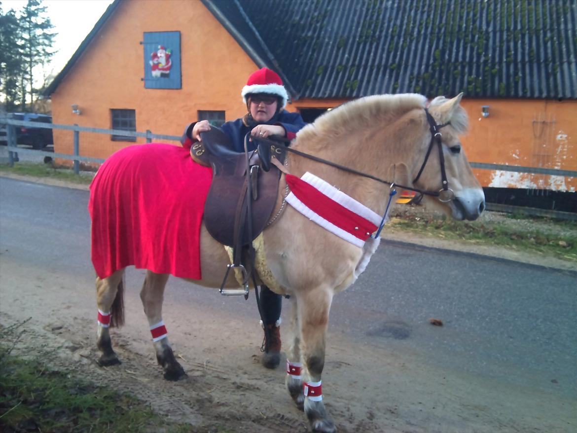 Fjordhest mona   [ tidl. hest] billede 4