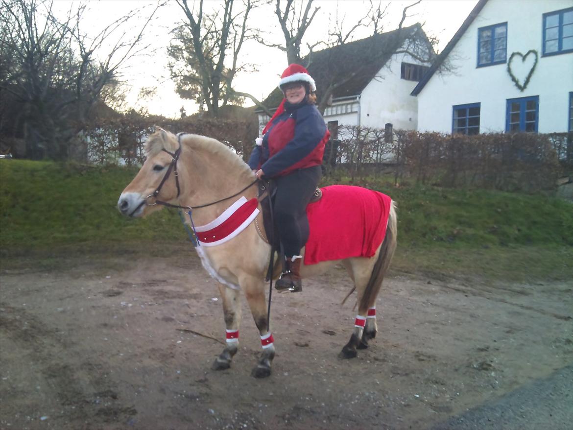 Fjordhest mona   [ tidl. hest] billede 3