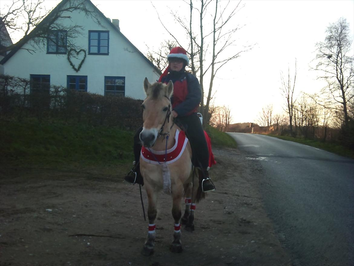 Fjordhest mona   [ tidl. hest] billede 2