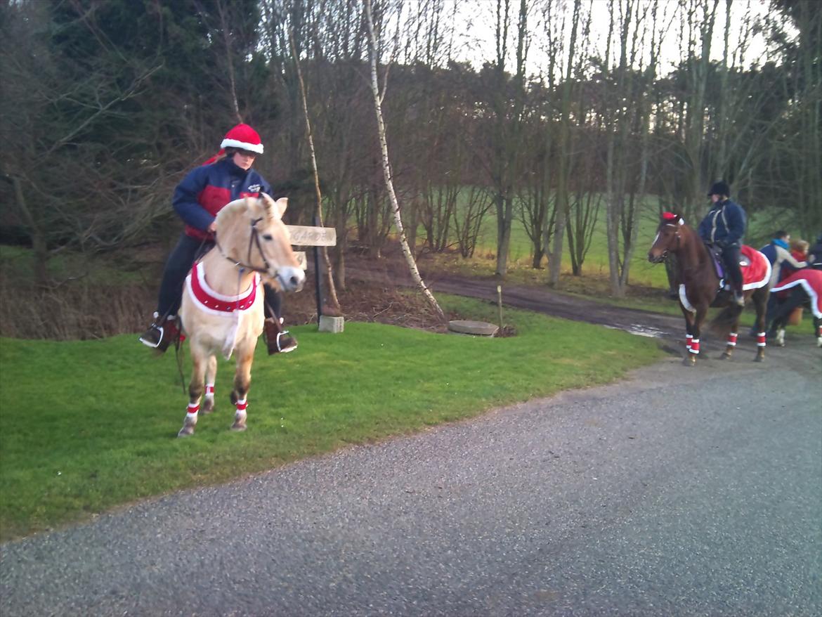 Fjordhest mona   [ tidl. hest] billede 7