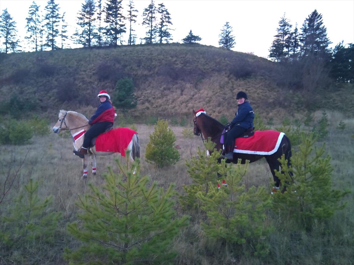 Fjordhest mona   [ tidl. hest] billede 5