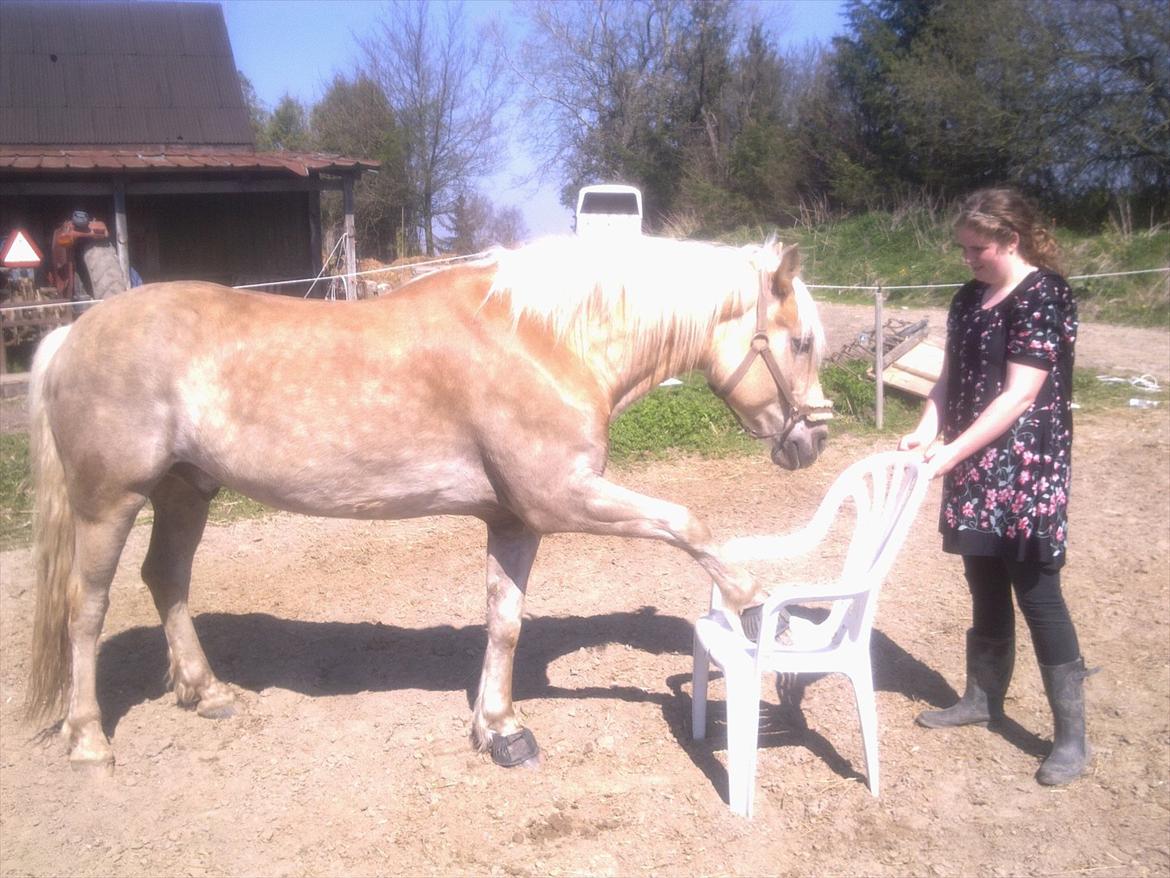 Haflinger Rico - I betyder alt!<3<3 billede 7