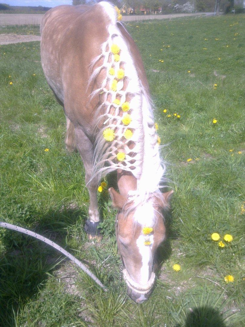 Haflinger Rico billede 8