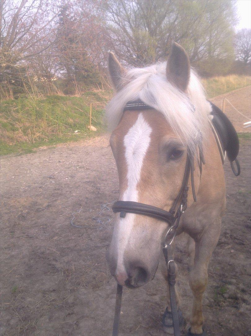 Haflinger Rico billede 9