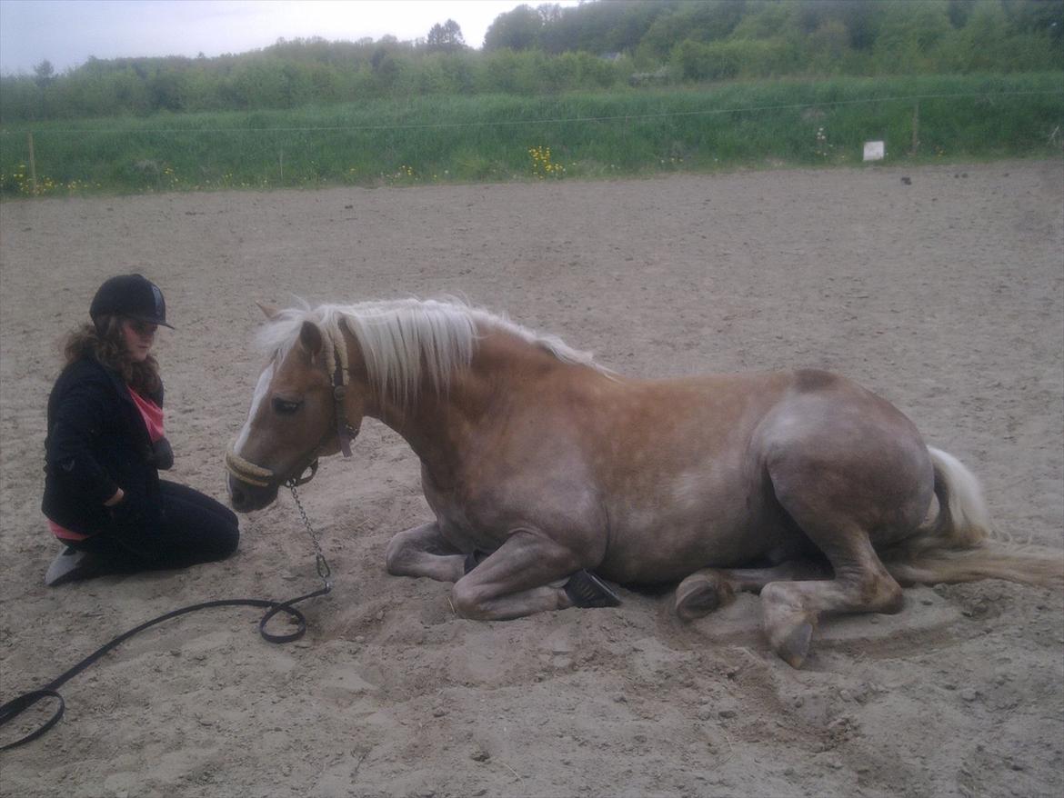 Haflinger Rico billede 10