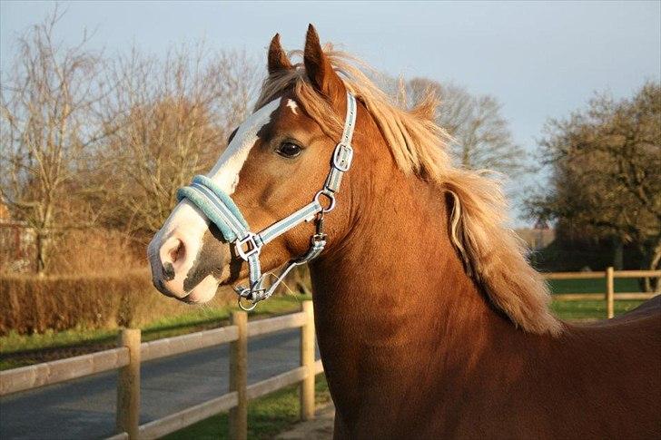Anden særlig race Engbæks Dessert Dawn *Solgt* - Prins på ridebanen, december 2011 billede 2