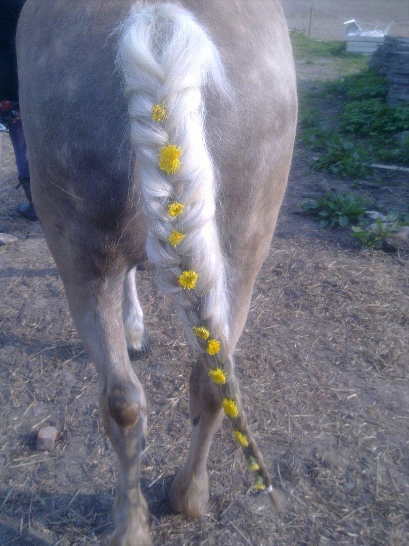 Haflinger Rico billede 11