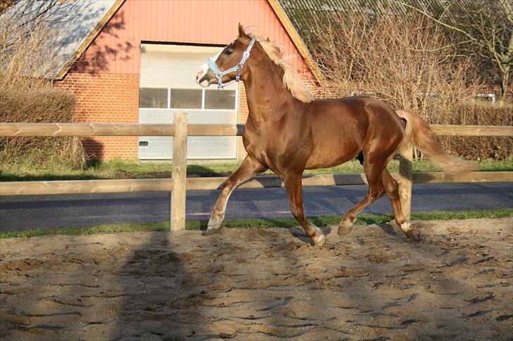 Anden særlig race Engbæks Dessert Dawn *Solgt* - på ridebanen december 2011 billede 12