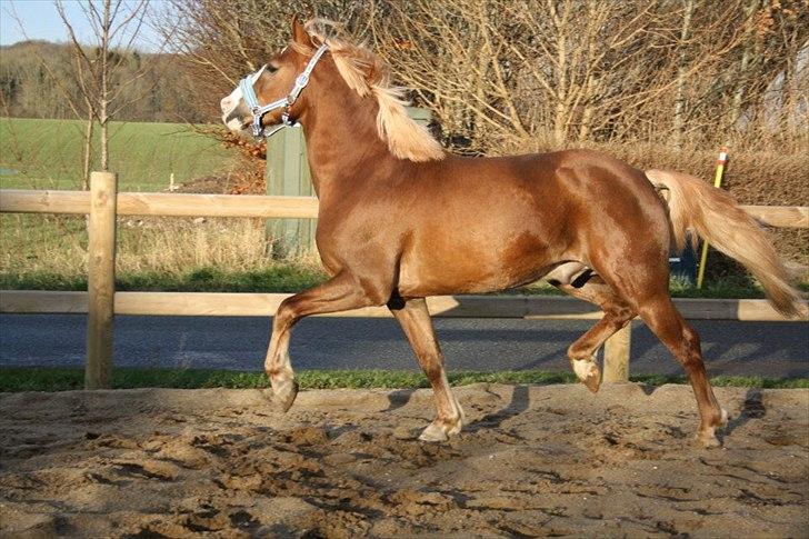 Anden særlig race Engbæks Dessert Dawn *Solgt* - Løfte fusserne kan han da! billede 13
