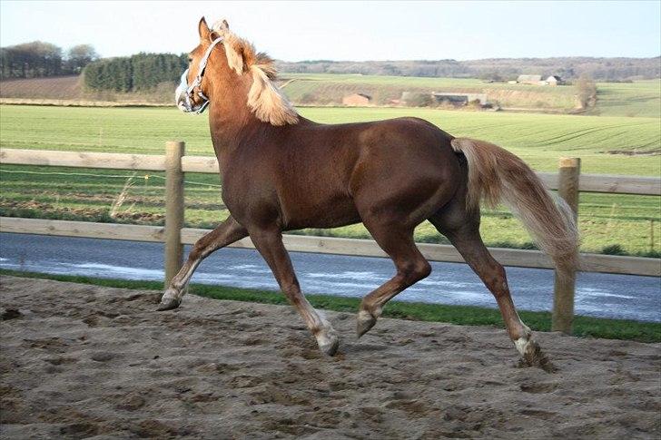 Anden særlig race Engbæks Dessert Dawn *Solgt* - På ridebanen december 2011 billede 14