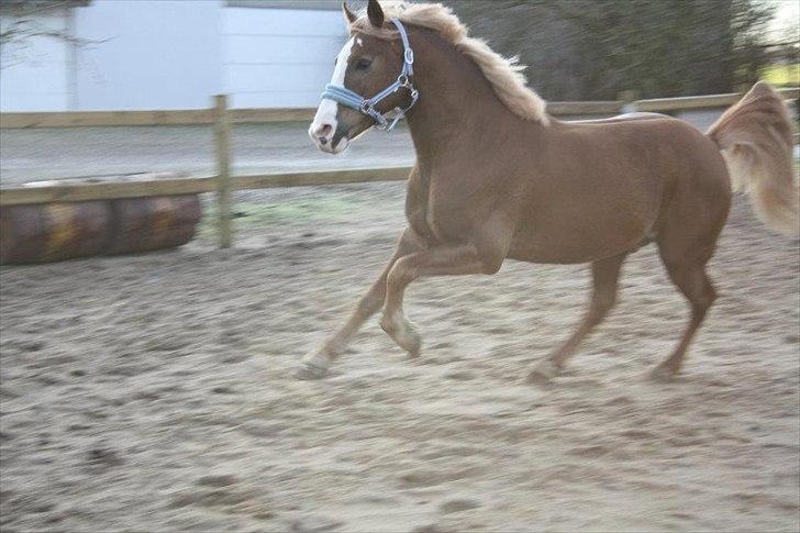Anden særlig race Engbæks Dessert Dawn *Solgt* - wee galop! på ridebanen december 2011 billede 15