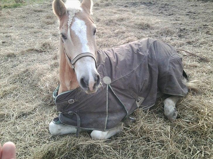 Haflinger Rico - Dejlige dreng!<3 billede 12
