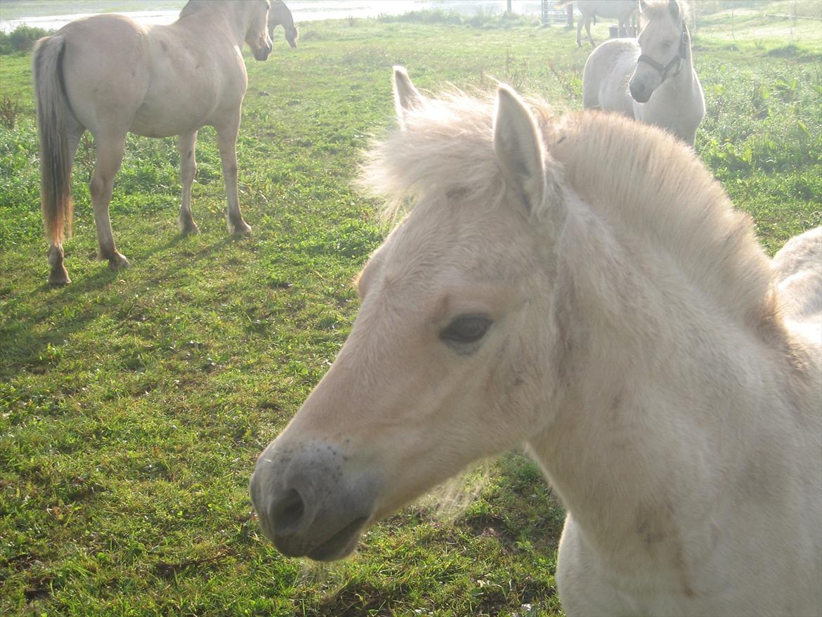 Fjordhest Chanel Vårby #Solgt - Smukke smukke Chanel billede 1