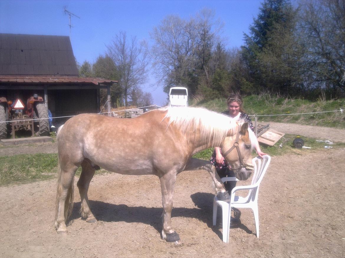 Haflinger Rico billede 13