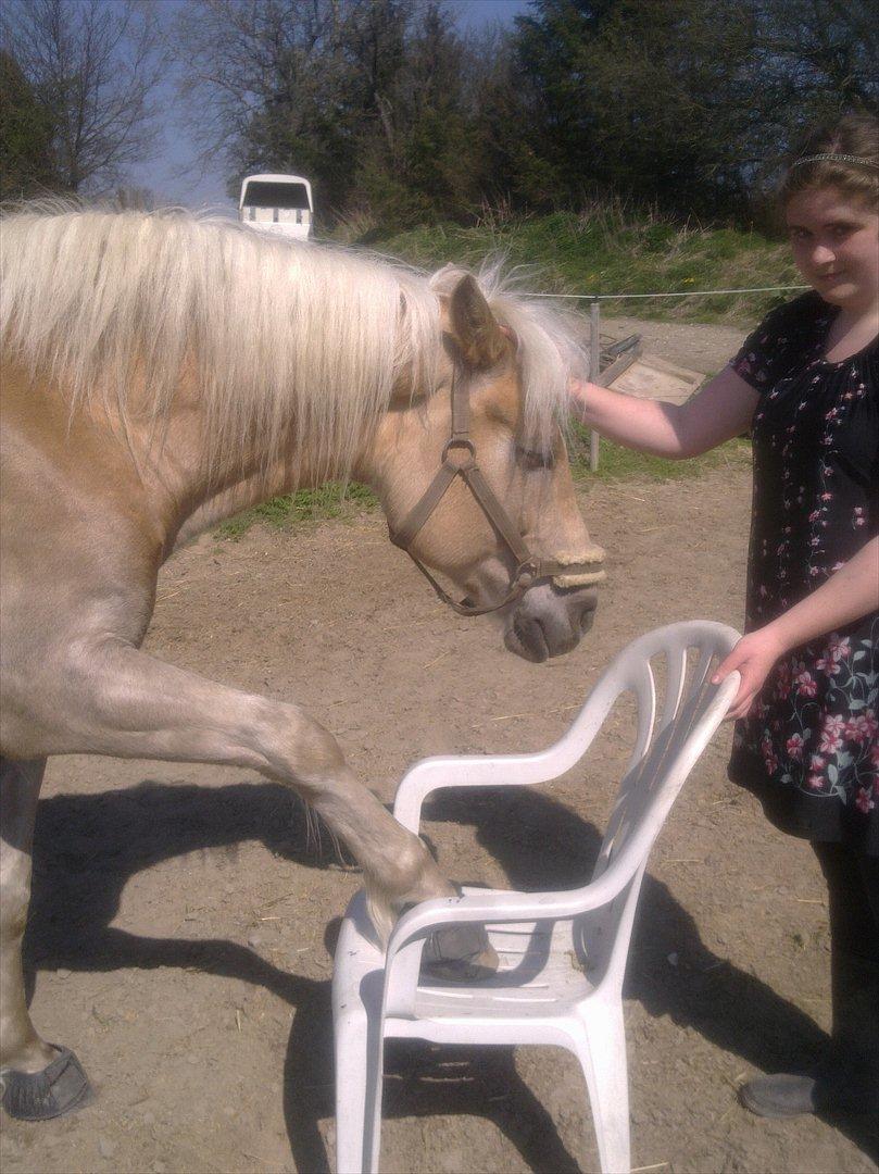 Haflinger Rico billede 14