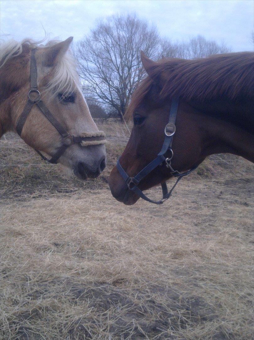 Haflinger Rico billede 15
