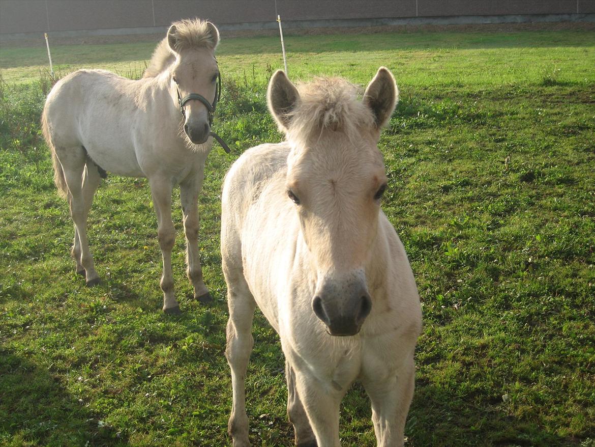 Fjordhest Chanel Vårby #Solgt - Hej jeg hedder Chanel billede 2