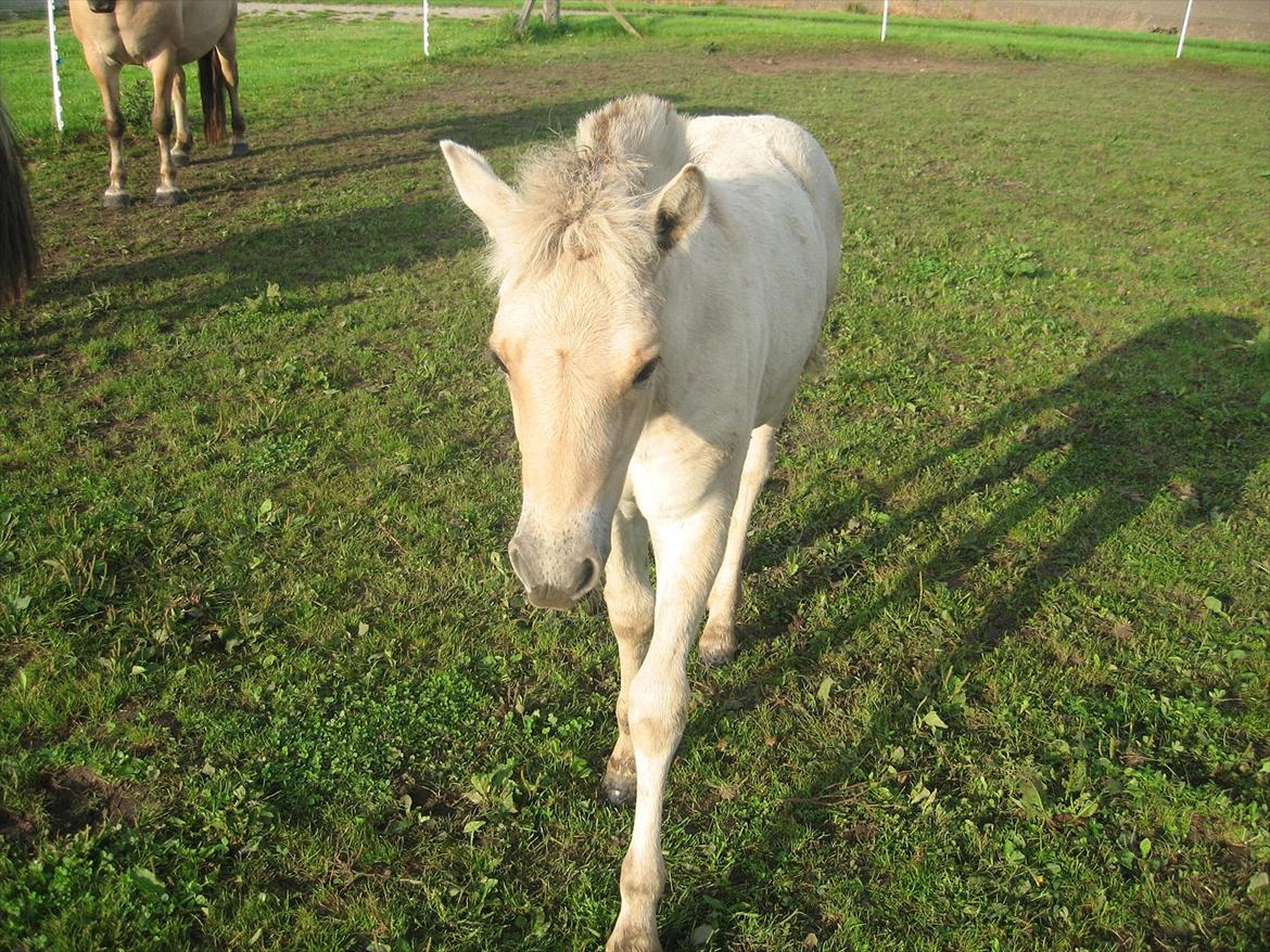 Fjordhest Chanel Vårby #Solgt - Har du noget guf billede 3