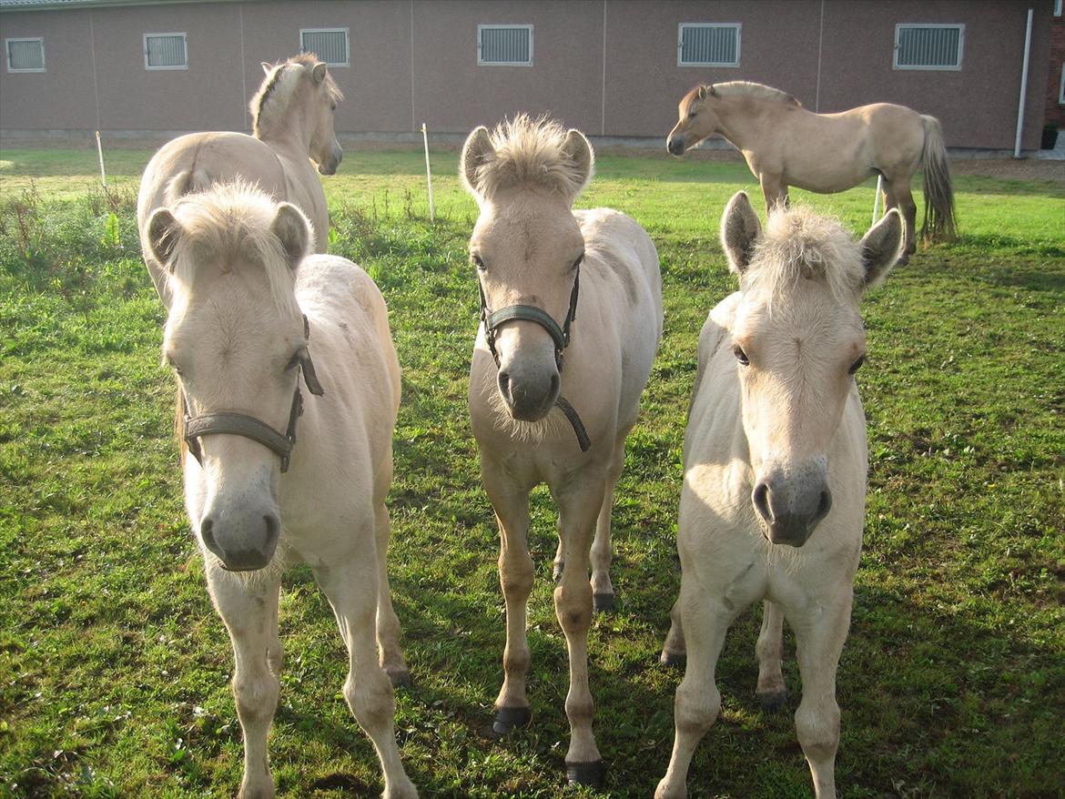 Fjordhest Chanel Vårby #Solgt - Chanel med sine venner på folden billede 4