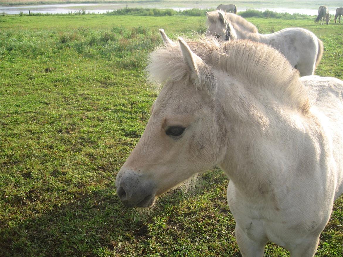 Fjordhest Chanel Vårby #Solgt - Hmmm jeg bliver lige lidt genert billede 5