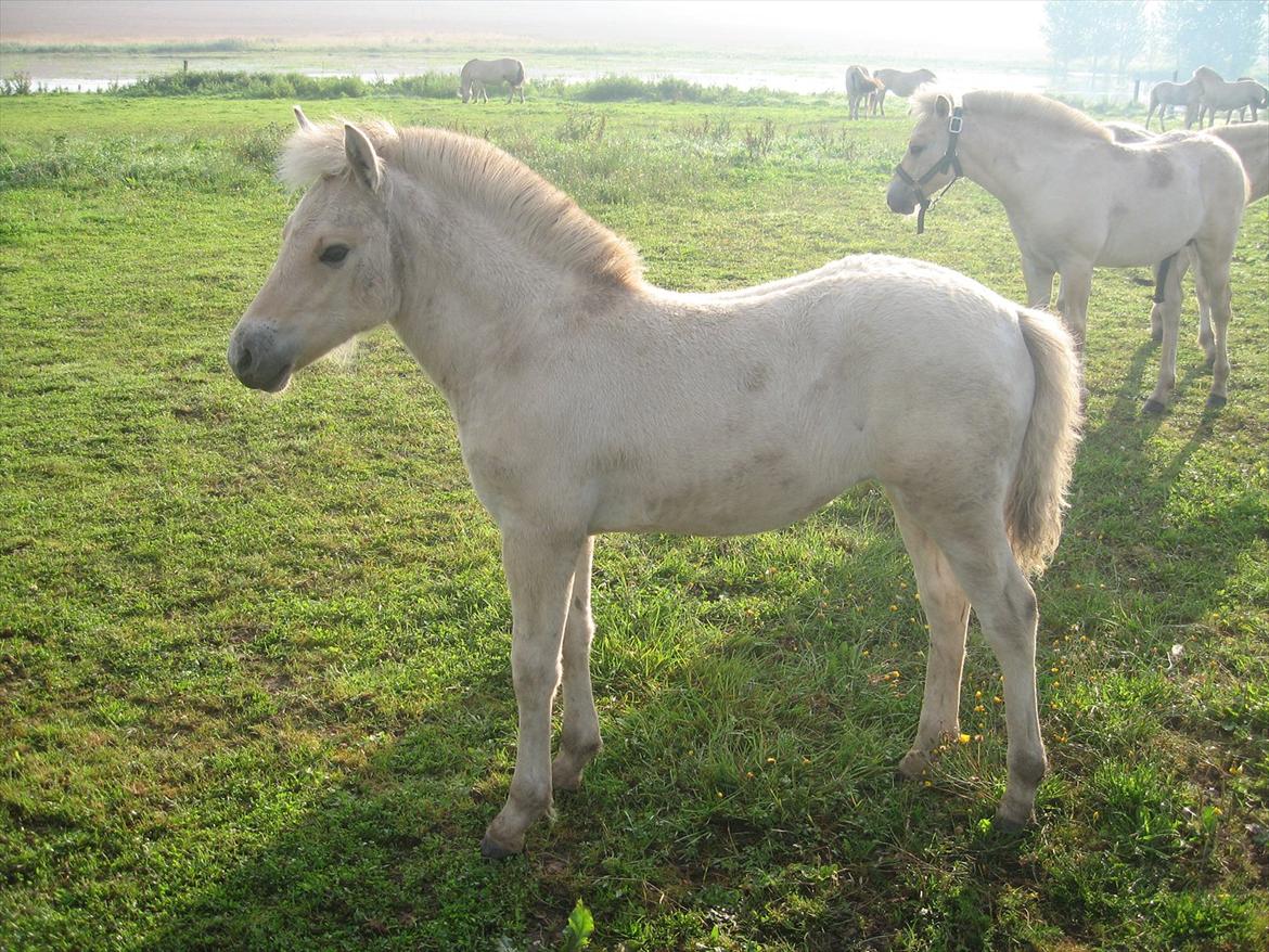 Fjordhest Chanel Vårby #Solgt - Chanel i fuld figur billede 6