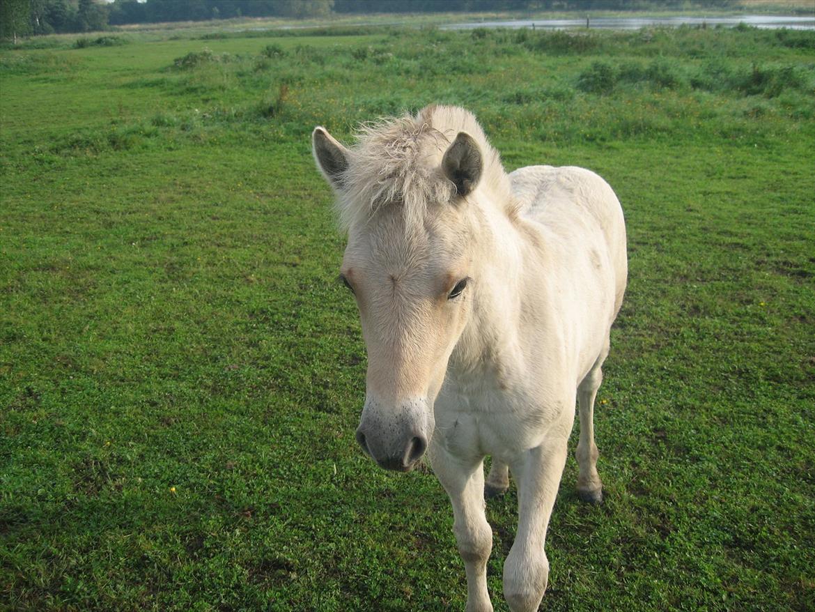 Fjordhest Chanel Vårby #Solgt - Yndige Chanel billede 7