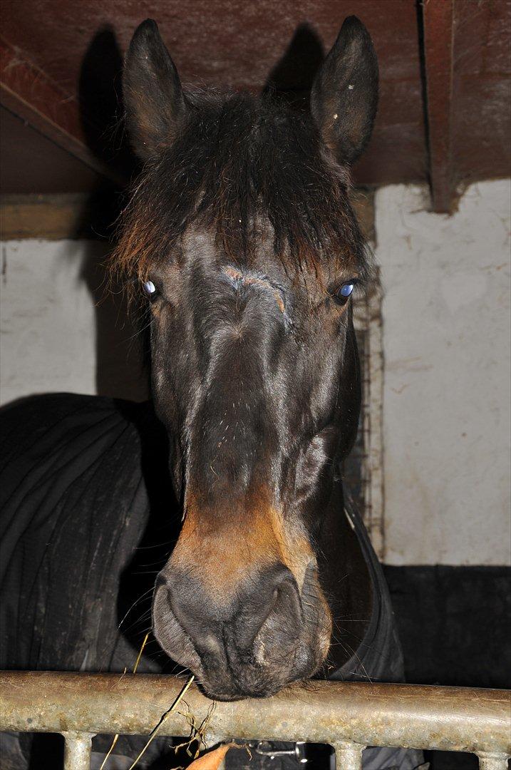 Oldenborg Pedro (min mors) - Pedro med sin flænge... Av!<3 billede 8