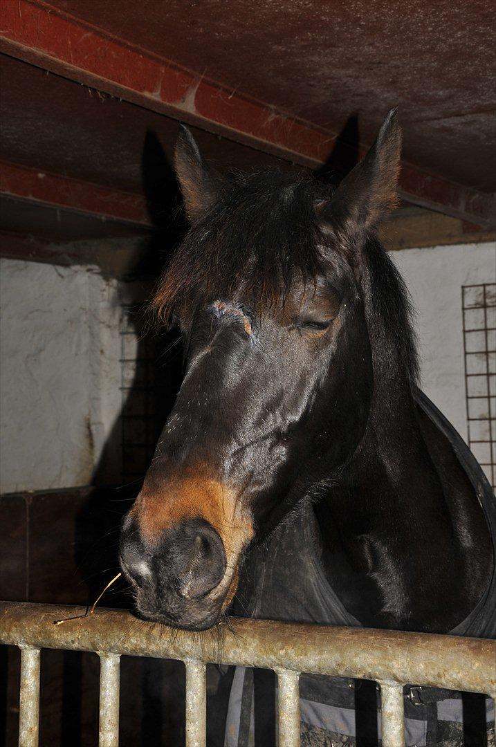 Oldenborg Pedro (min mors) - Zzzz :-* billede 9