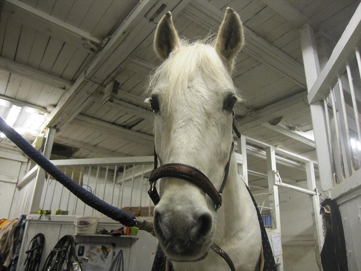 Connemara Flash Point Hedelund ~Polle~ RIP - Nr. 2
Polle på staldgangen! ;)<3 billede 2