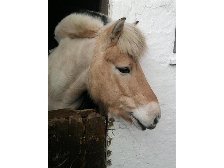 {{currentPhoto.altText}} billede {{currentPhoto.number}}