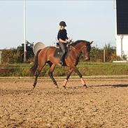 Dansk Varmblod Kenda  *Solgt*