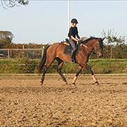 Dansk Varmblod Kenda  *Solgt*