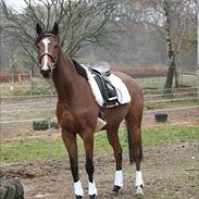 Fuldblod (XX) Meiley .. R.I.P <3