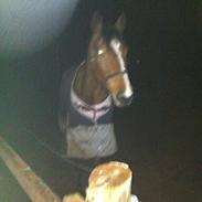 Fuldblod (XX) Meiley .. R.I.P <3