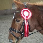 Anden særlig race Sonny